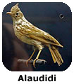 Alaudidi